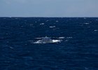 WhaleWatching 021